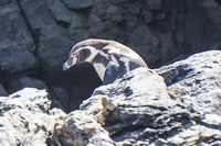 penguin La Higuera,  Región de Coquimbo,  Chile, South America