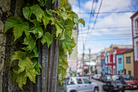20151013151119_Valparaiso_Street_gren_plants