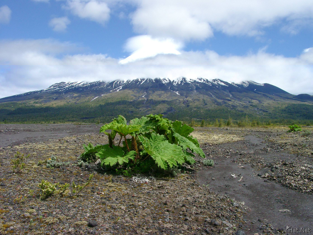 volcanic plant