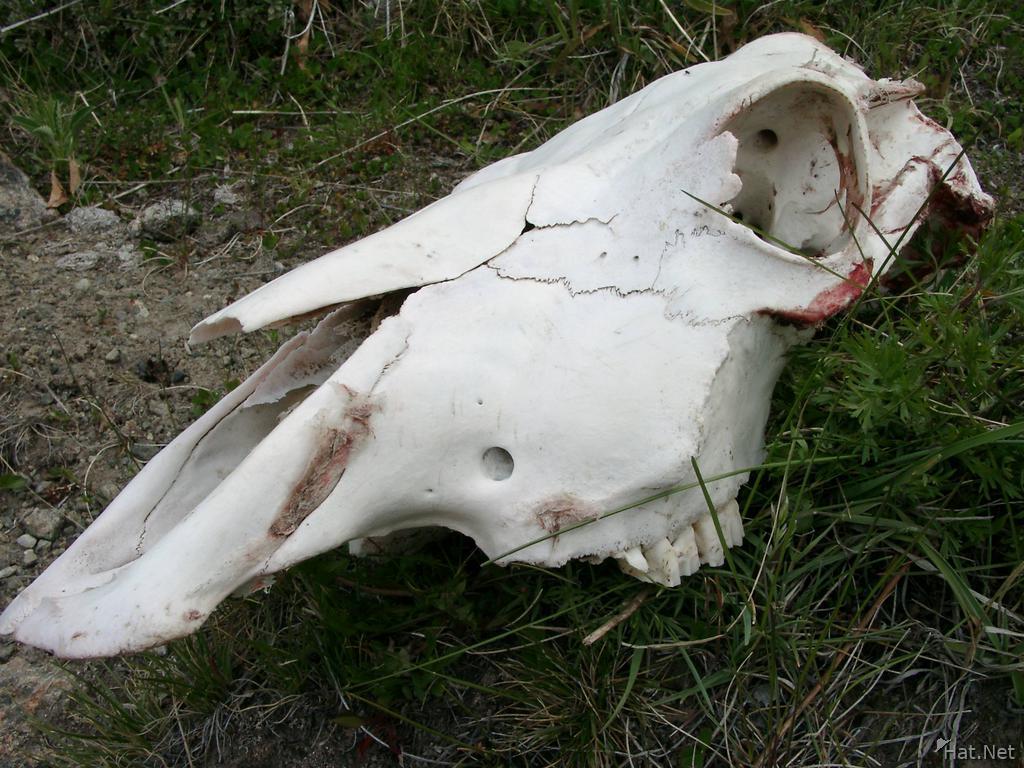 dead cow eaten by puma or tourists