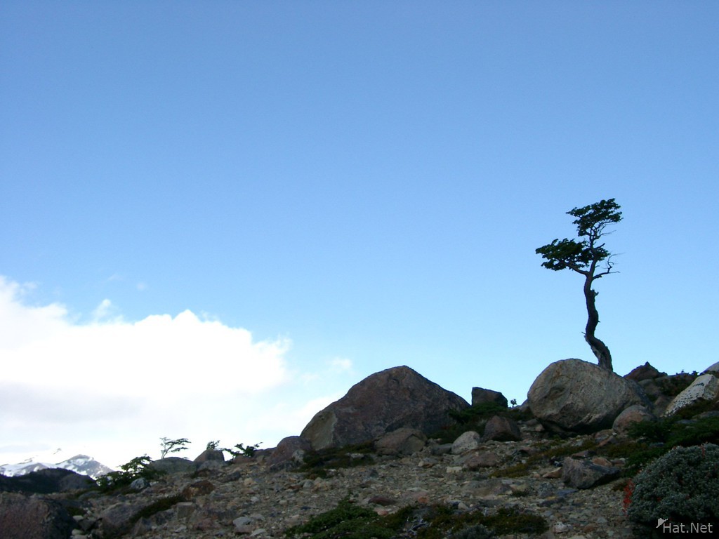 lonesome tree on hill