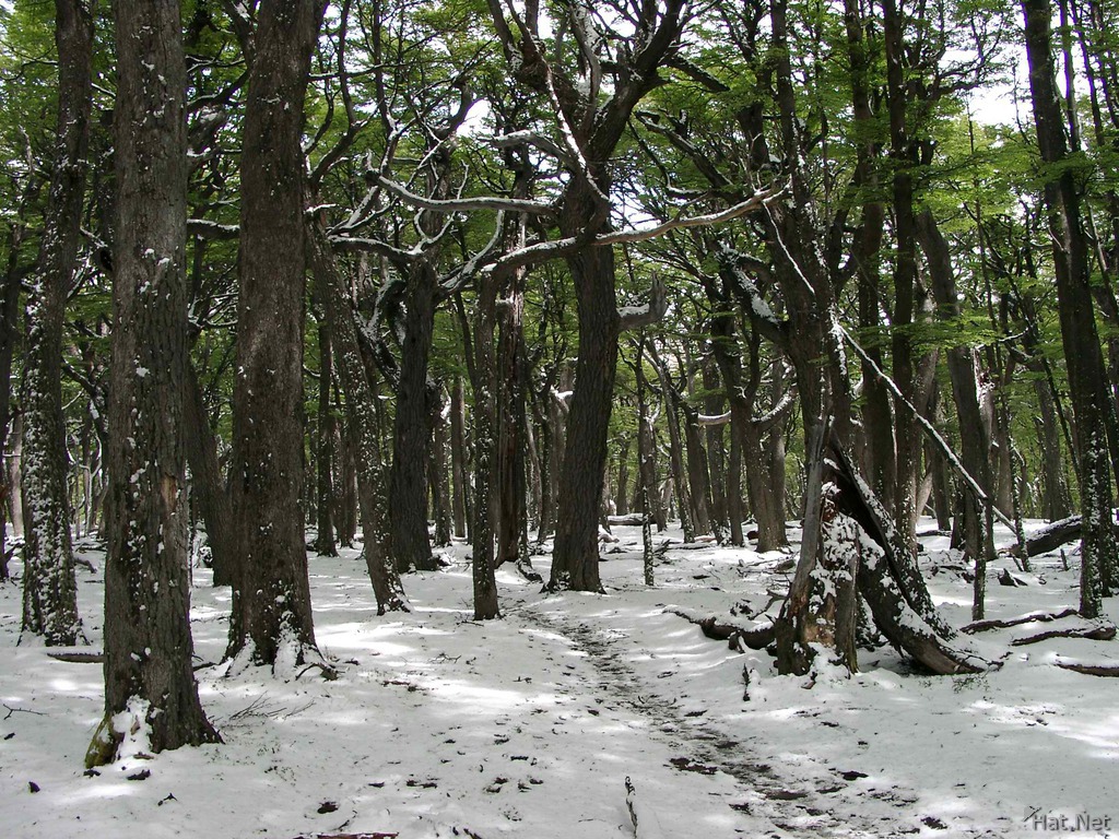 forest in snow