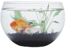 goldfish.gif (5940 bytes)